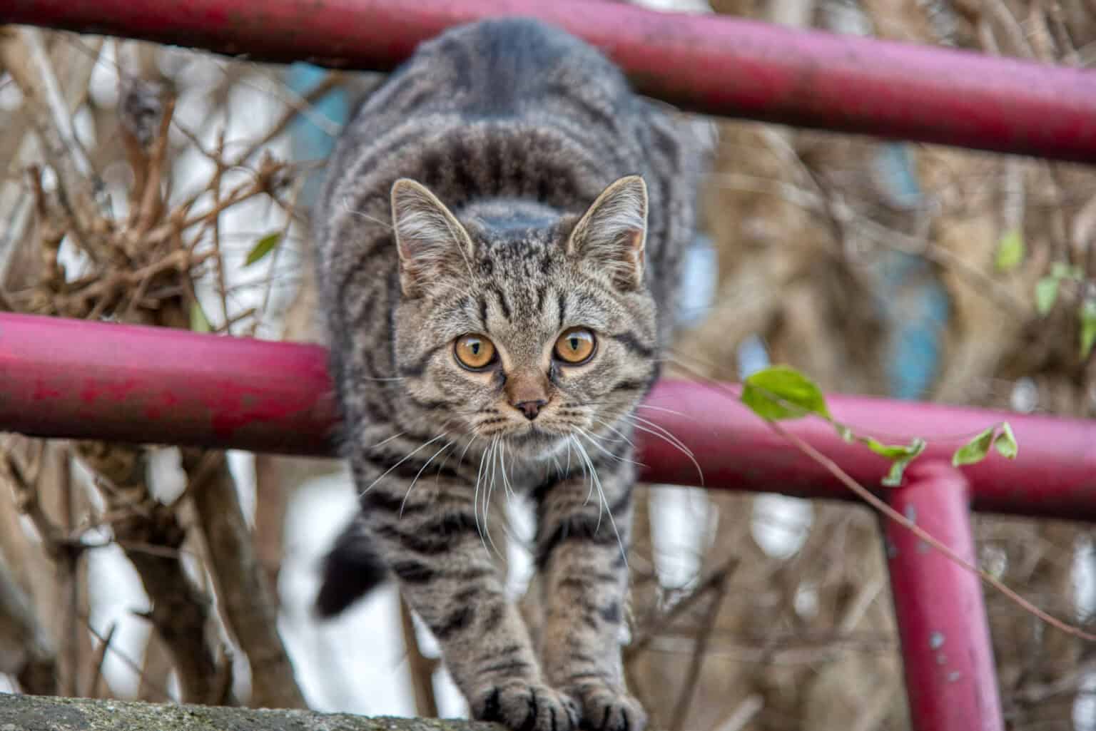 Katze mit erstauntem Blick