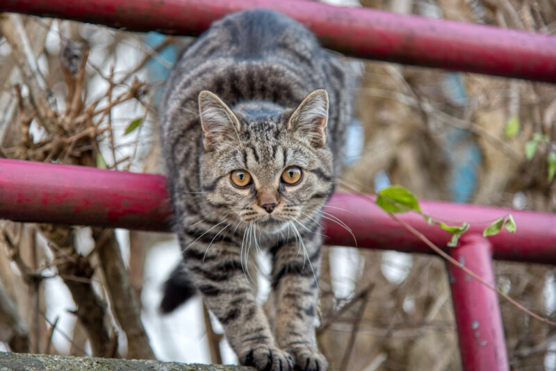 Katze mit erstauntem Blick