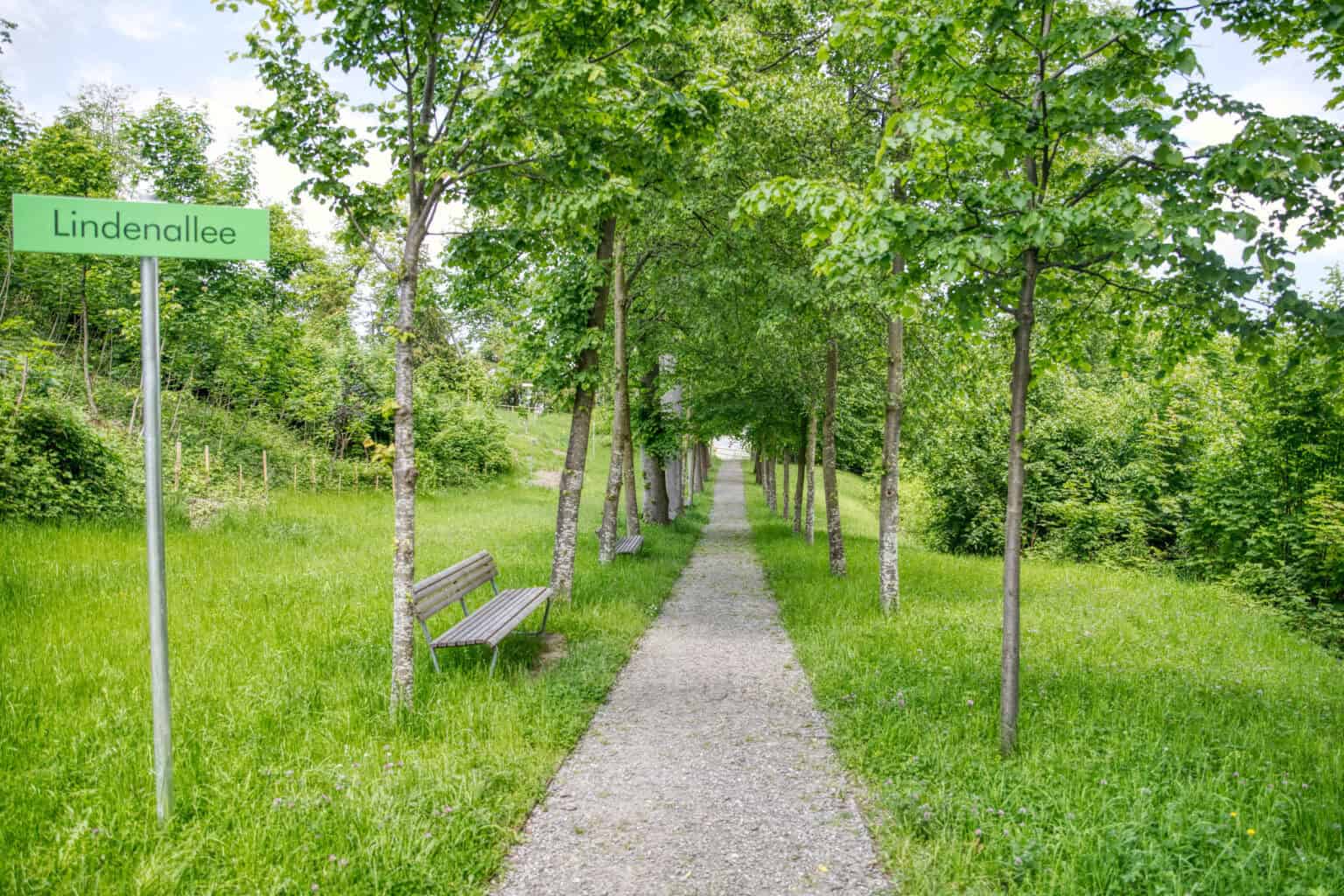Lindenallee