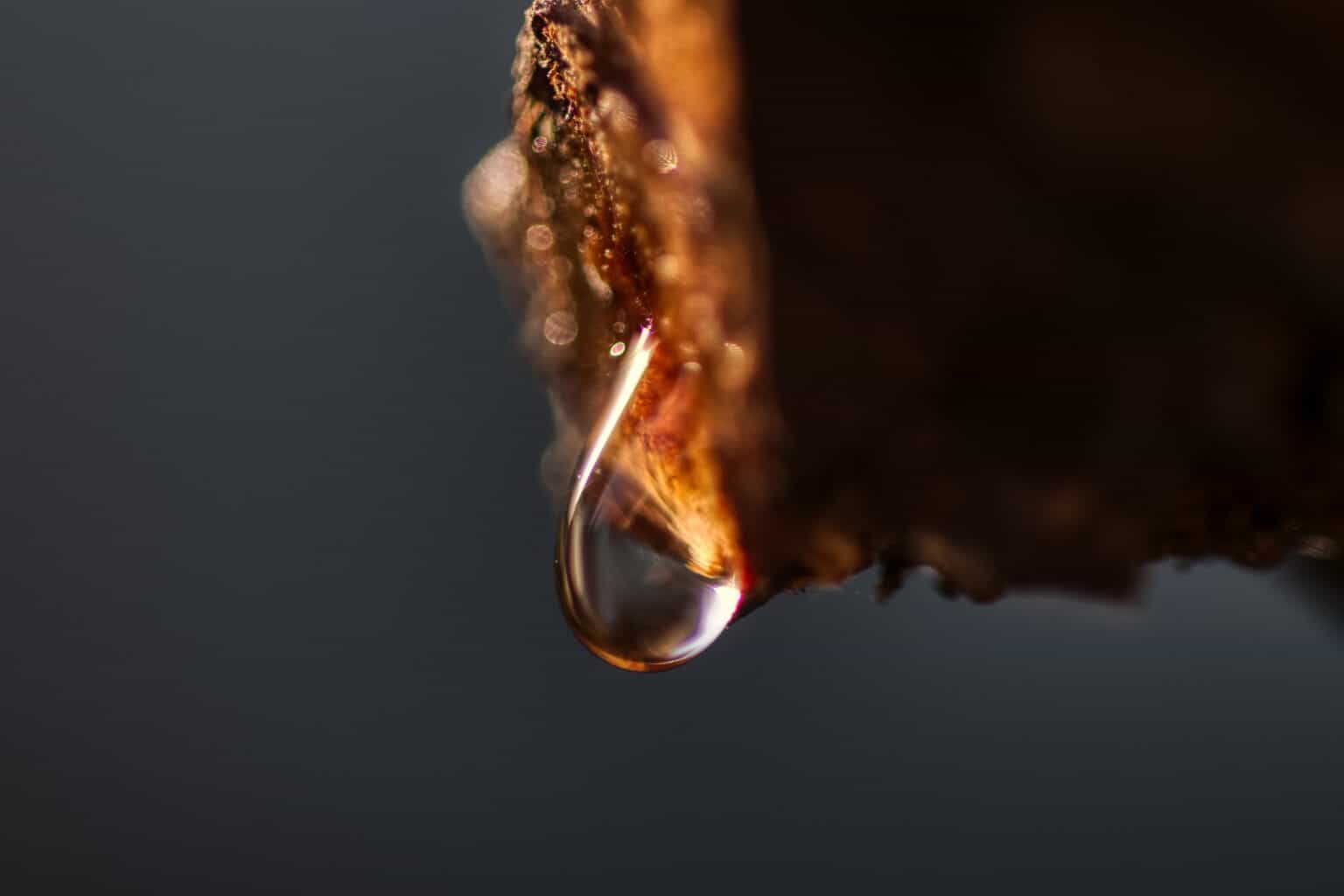 Wassertropfen an Weinrebe