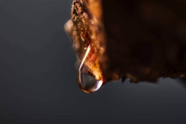 Wassertropfen an Weinrebe
