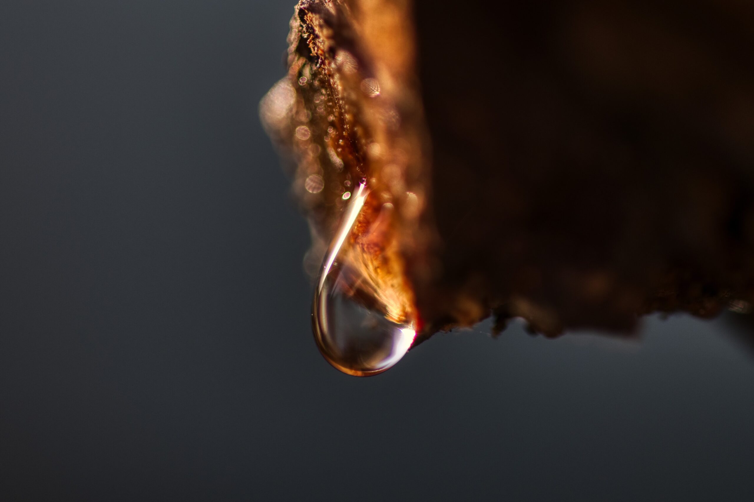 Wassertropfen an Weinrebe