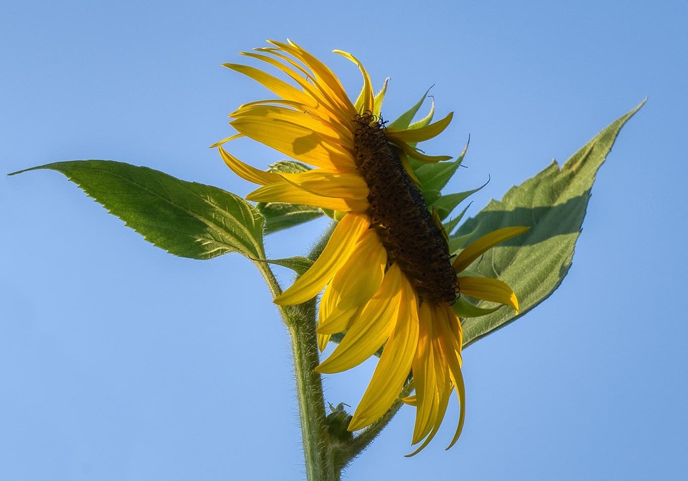 tanzende Sonnblume