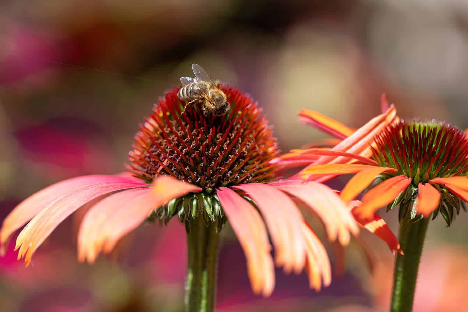 Biene auf einer orange-pinken Echinacea Blume, Nahaufnahme, Bestäubung, Natur, Blüte, Insekten, Pollensammeln, Garten, Pflanzen, ökologische Bestäubung, Bienenfreundlich.