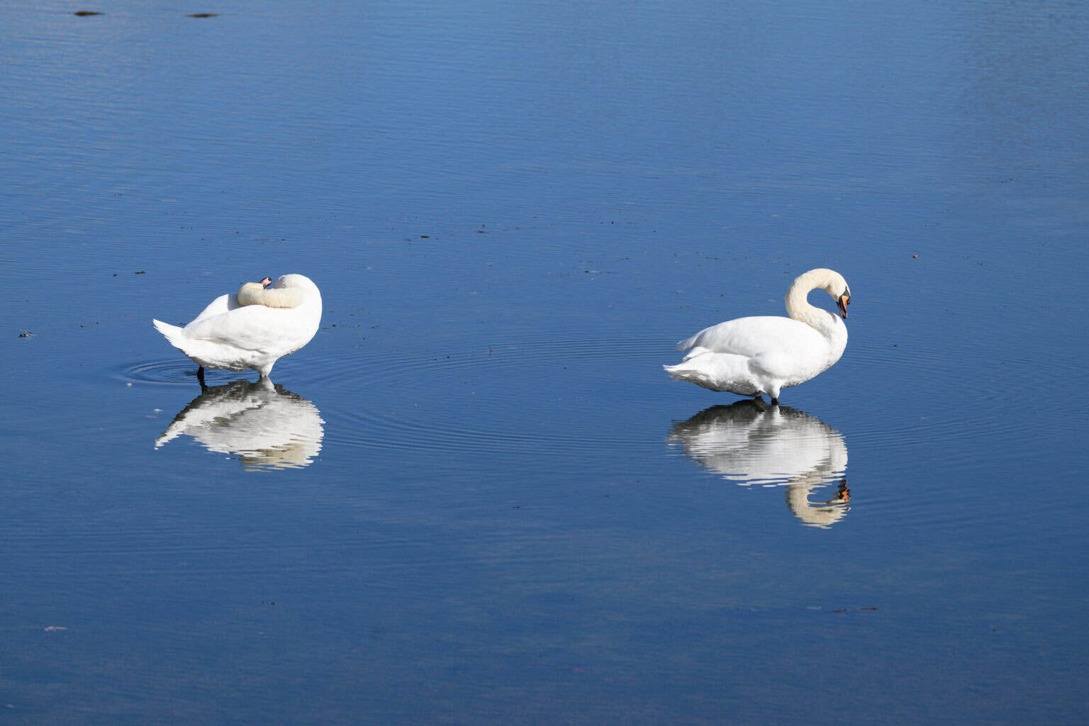 schwäne spigeln sich im wasser