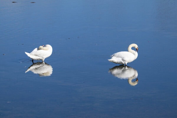 schwäne spigeln sich im wasser