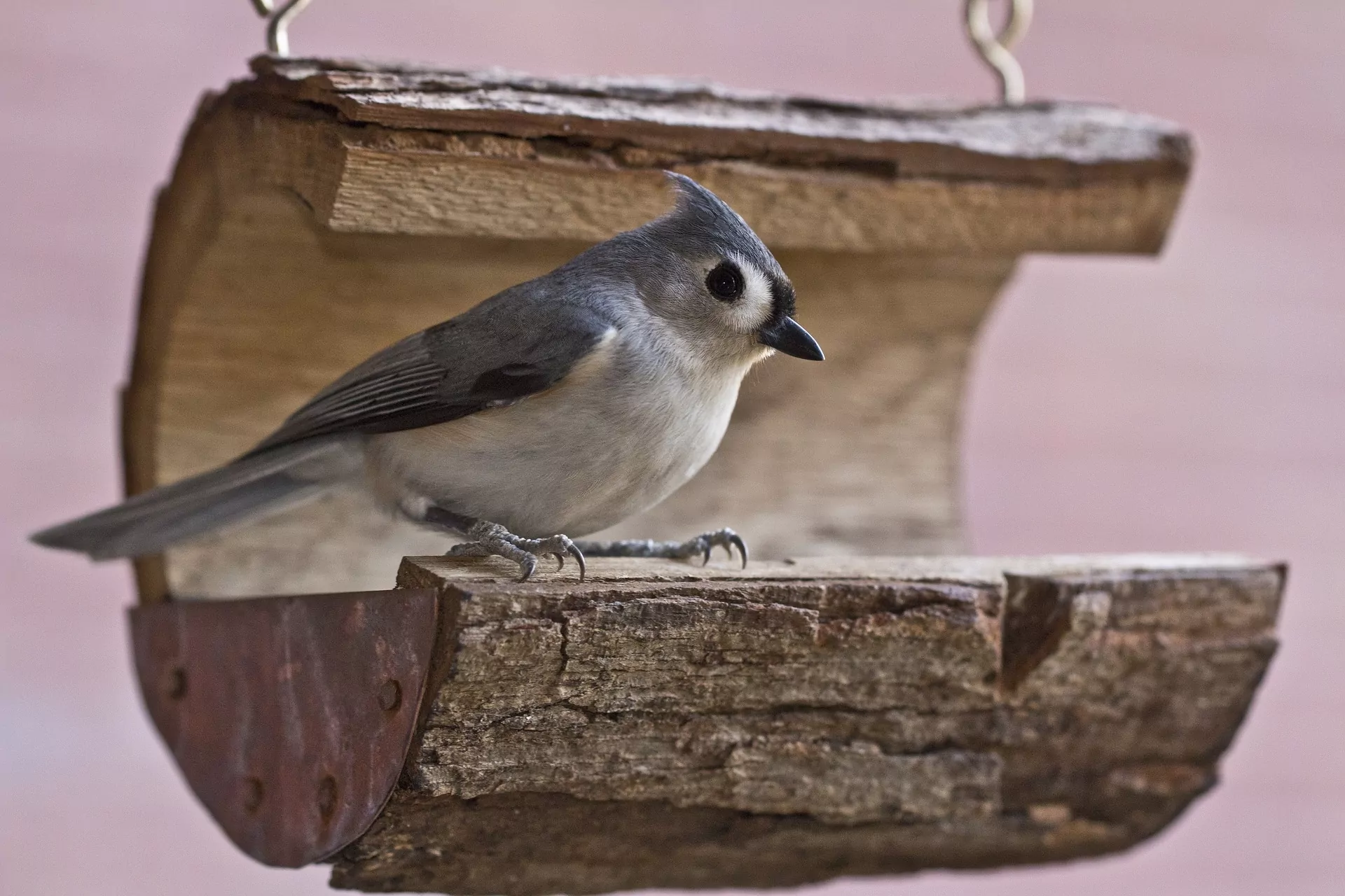 tufted titmouse 2513439 1920