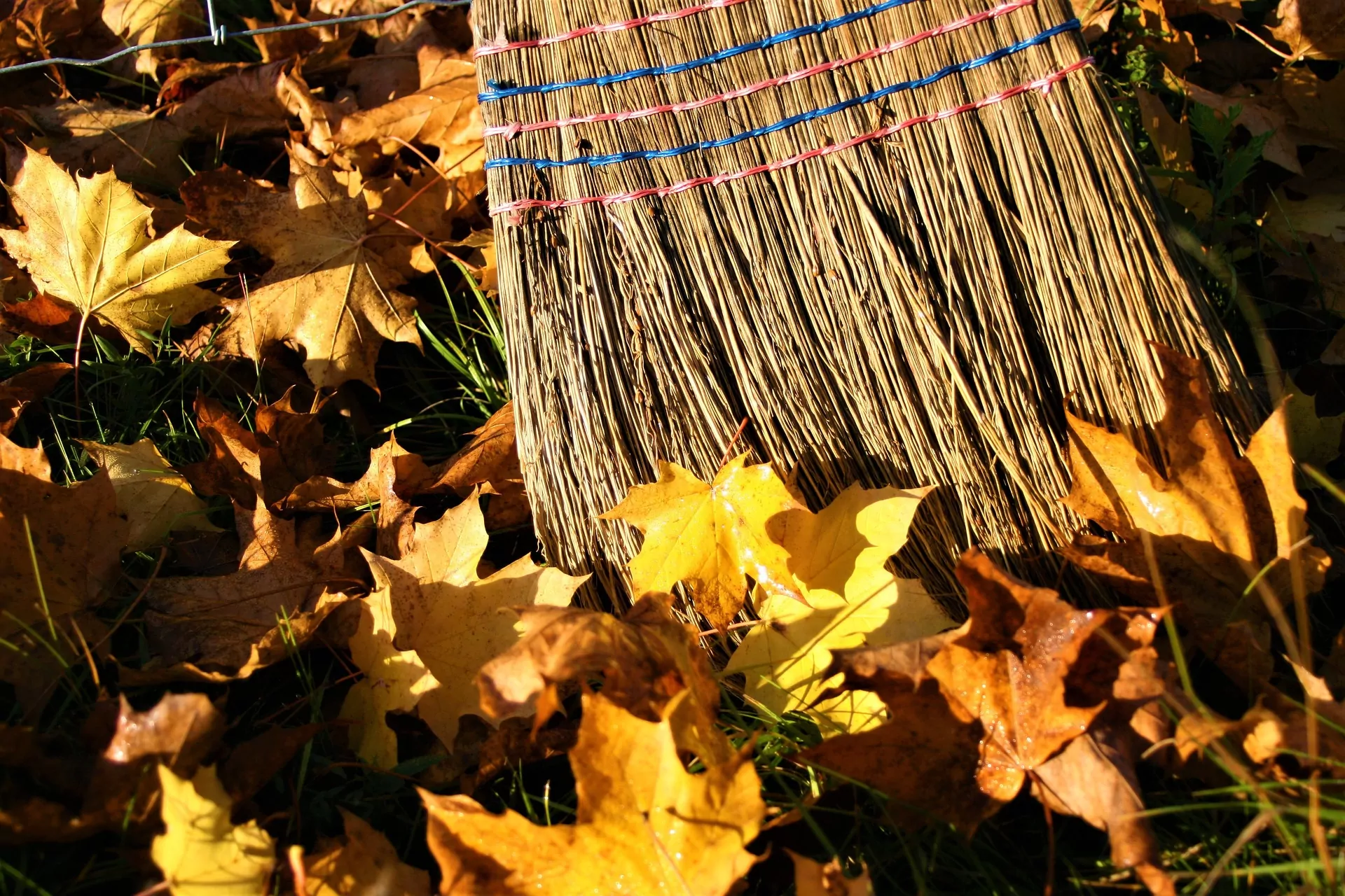 yellow leaves 2919183 1920