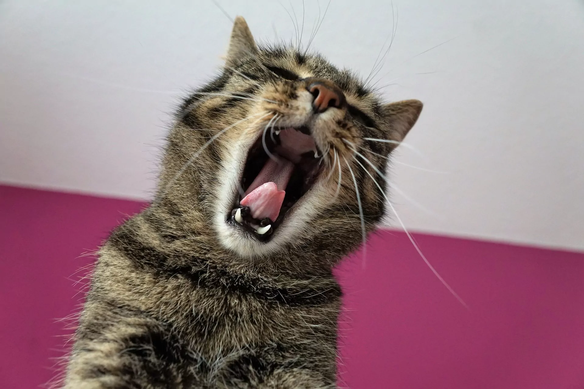 cat 2356021 1920